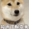 萌宠 狗狗 狗听了都点头 呆萌 可爱