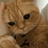 萌宠 猫咪 摸头 呆萌 可爱