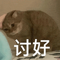 萌宠 猫咪 讨好 呆萌 可爱