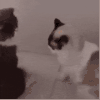萌宠 猫咪 火 呆萌 可爱