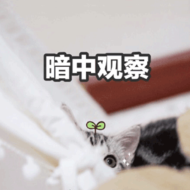 暗中观察gif搞怪gif猫gif