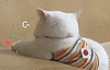 萌宠 猫咪 呆萌 可爱