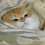 萌宠 猫咪 哭 呆萌 可爱
