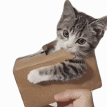 猫咪 可爱 搞怪 沙雕