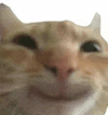 萌宠 猫咪 开心 呆萌 可爱