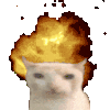 萌宠 猫咪 发火 呆萌 可爱