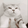 萌宠 猫咪 摇摆 呆萌 可爱