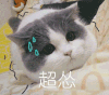 萌宠 猫咪 超怂 呆萌 可爱