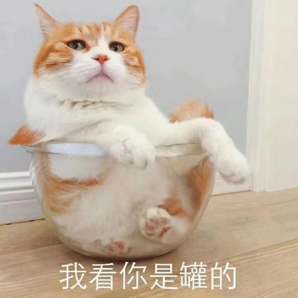 萌宠 猫咪 我看你是罐的 呆萌 可爱