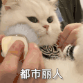 萌宠 猫咪 都市丽人 呆萌 可爱