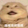 萌宠 猫咪 嘿嘿嘿嘿嘿 呆萌 可爱