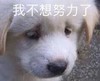 萌宠 汪星人 我不想努力了 难受 呆萌 可爱