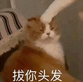 萌宠 猫咪 拔你头发 呆萌 可爱