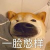 萌宠 汪星人 一脸憨样 无奈 呆萌 可爱