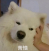 萌宠 汪星人 苦恼 无奈 呆萌 可爱