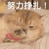 萌宠 猫咪 努力挣扎 呆萌 可爱