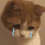 萌宠 猫咪 哭了 呆萌 可爱