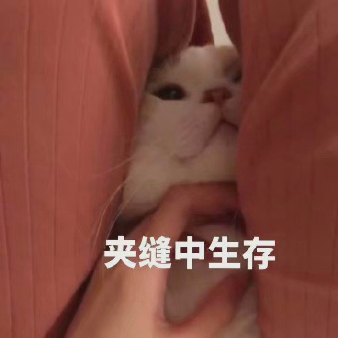 萌宠gif猫星人gif夹缝中生存gif搞怪gif逗gif呆萌gif