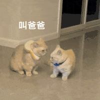 萌宠 猫咪 叫爸爸 呆萌 可爱