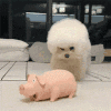 萌宠 狗狗 打猪 呆萌 可爱