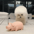 萌宠 狗狗 打猪 呆萌 可爱