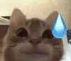 萌宠 猫咪 尴尬 呆萌 可爱