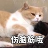 萌宠 猫星人 伤脑筋哦 无奈 呆萌 可爱
