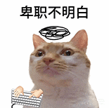 萌宠 猫咪 卑职不明白 呆萌 可爱