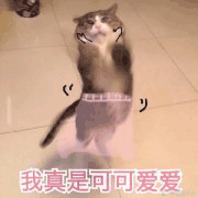 沙雕猫