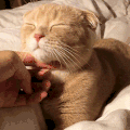 萌宠 猫咪 摸 呆萌 可爱