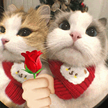 萌宠 猫咪 花 呆萌 可爱