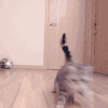 萌宠 猫咪 看着你 呆萌 可爱