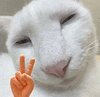 萌宠 猫咪 自拍 呆萌 可爱