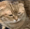 萌宠 猫咪 惊讶 呆萌 可爱