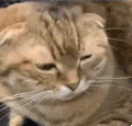 萌宠 猫咪 惊讶 呆萌 可爱