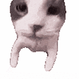 萌宠 猫咪 亲 呆萌 可爱