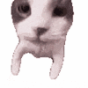 萌宠 猫咪 亲 呆萌 可爱