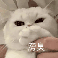 萌宠 猫咪 滂臭 呆萌 可爱