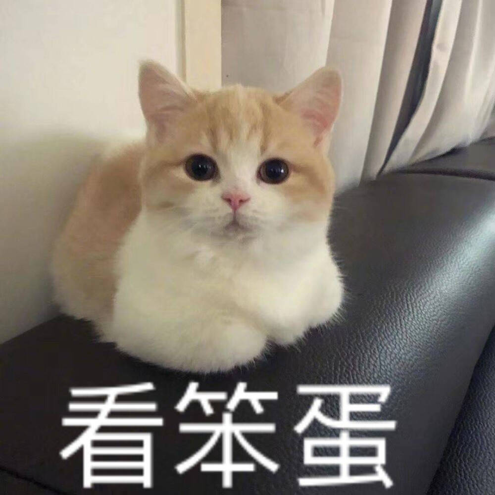 猫猫笨蛋表情包图片