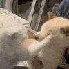 萌宠 猫咪 打 呆萌 可爱