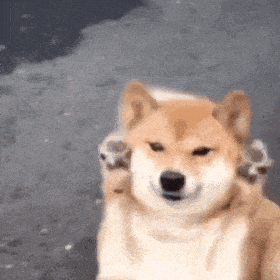 萌宠 狗狗 开心 呆萌 可爱