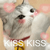 萌宠 猫咪 kiss 呆萌 可爱