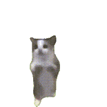 萌宠 猫咪 跳舞 呆萌 可爱