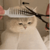 萌宠 猫咪 剪头发 呆萌 可爱
