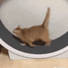 萌宠 猫咪 跑 呆萌 可爱