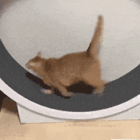 萌宠 猫咪 跑 呆萌 可爱