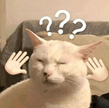 萌寵 貓咪 ？？？ 呆萌 可愛