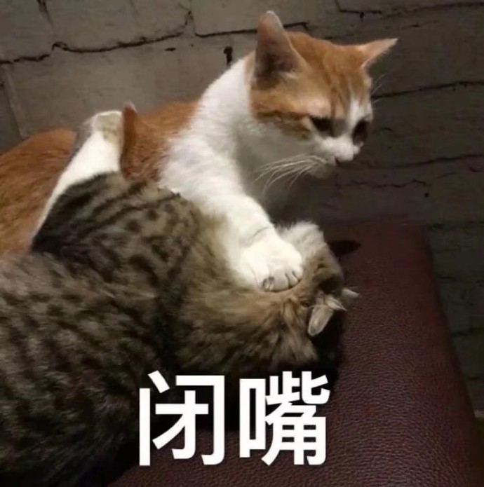 萌宠 猫星人 闭嘴 别说了 呆萌 可爱