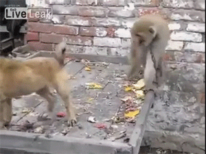 猴子拿棍子打狗的头图片