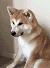萌宠 狗狗 哭 呆萌 可爱